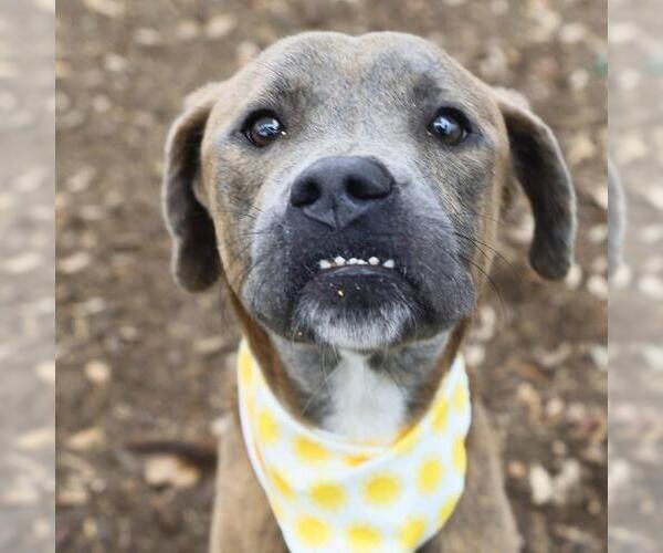 Medium Photo #1 American Staffordshire Terrier-Unknown Mix Puppy For Sale in San Antonio, TX, USA