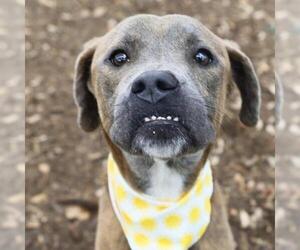 American Staffordshire Terrier-Unknown Mix Dogs for adoption in San Antonio, TX, USA