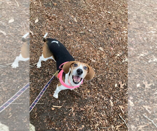 Medium Photo #1 Treeing Walker Coonhound Puppy For Sale in Greenbelt, MD, USA