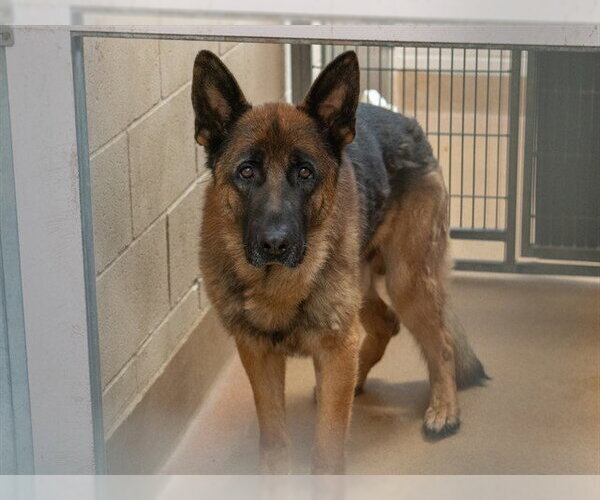 Medium Photo #1 German Shepherd Dog Puppy For Sale in Martinez, CA, USA