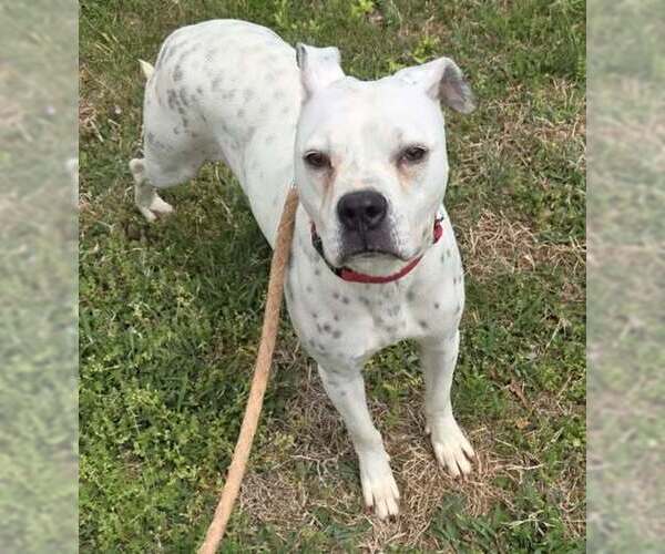 Medium Photo #3 Boxer-Unknown Mix Puppy For Sale in Rustburg, VA, USA