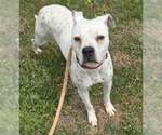 Small #2 Boxer Mix