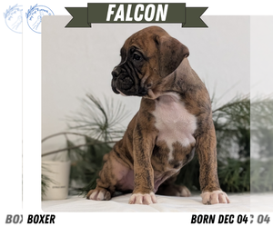 Medium Boxer