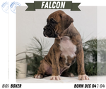 Puppy Falcon Boxer