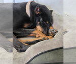 Small #8 Doberman Pinscher