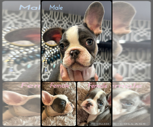 French Bulldog Litter for sale in TUCSON, AZ, USA