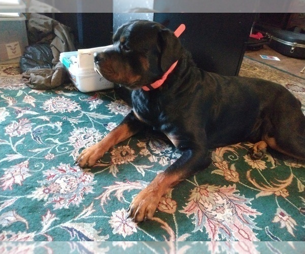Medium Photo #1 Rottweiler Puppy For Sale in SMYRNA, TN, USA