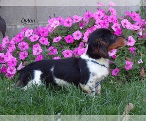 Father of the Dachshund puppies born on 05/20/2025