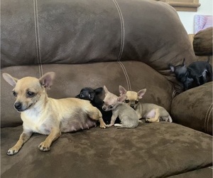 Chihuahua Litter for sale in AURORA, CO, USA