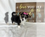 Small #1 Pembroke Welsh Corgi
