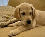 Small Photo #2 Golden Labrador Puppy For Sale in MIAMI, FL, USA