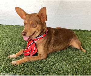 Cass - Female Australian Kelpie-Chihuahua Mix Dog for Adoption - Photo #2