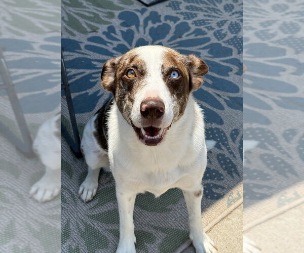Medium Photo #13 Catahoula Leopard Dog-Unknown Mix Puppy For Sale in Lakewood, CO, USA