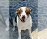 Small Photo #13 Catahoula Leopard Dog-Unknown Mix Puppy For Sale in Lakewood, CO, USA