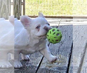 French Bulldog Puppy for sale in BOSTON, KY, USA
