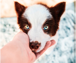 Small Photo #28 Border Collie Puppy For Sale in STRAFFORD, MO, USA