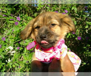 Mutt Dogs for adoption in San Diego, CA, USA