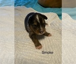 Puppy Puppy 5 Miniature American Shepherd
