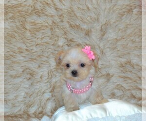 Shorkie Tzu Puppy for sale in WARRENSBURG, MO, USA