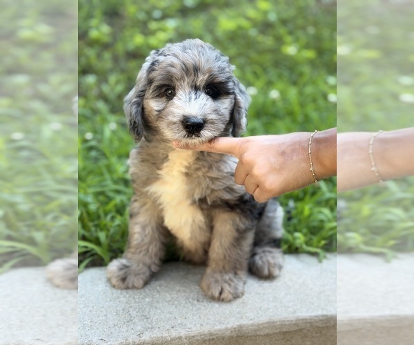 Medium Photo #2 Sheepadoodle Puppy For Sale in CLEMSON, SC, USA