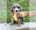 Small #1 Sheepadoodle