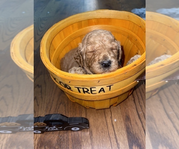 Medium Photo #14 Goldendoodle Puppy For Sale in RESACA, GA, USA