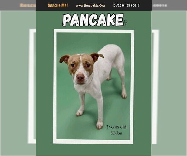 Medium Photo #1 Mutt Puppy For Sale in Benton, PA, USA