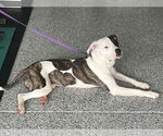 Small #2 American Bulldog