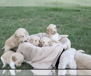 Goldendoodle Puppy for Sale in ORLANDO, Florida USA