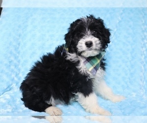 Aussie-Poo Puppy for sale in SHILOH, OH, USA