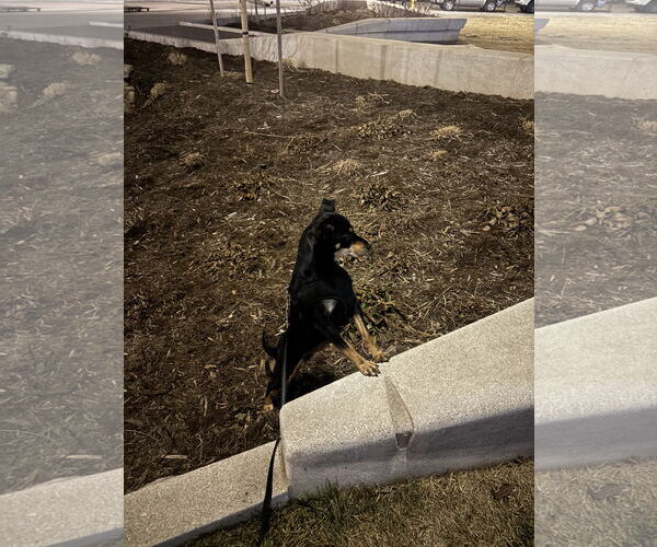 Medium Photo #5 Chihuahua-Unknown Mix Puppy For Sale in Aurora, CO, USA