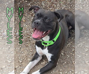 Myles - Male Boxer Dog for Adoption - Photo #7