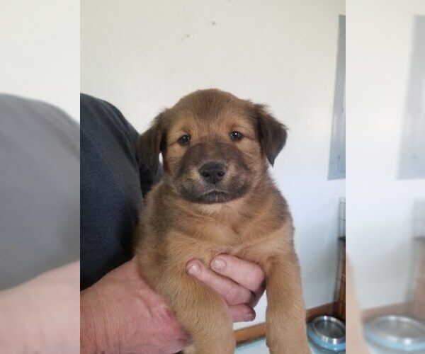 Medium Photo #1 Chow Chow-Great Pyrenees Mix Puppy For Sale in Winter Park, CO, USA