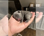 Small Photo #2 French Bulldog Puppy For Sale in ELIZABETH, NJ, USA