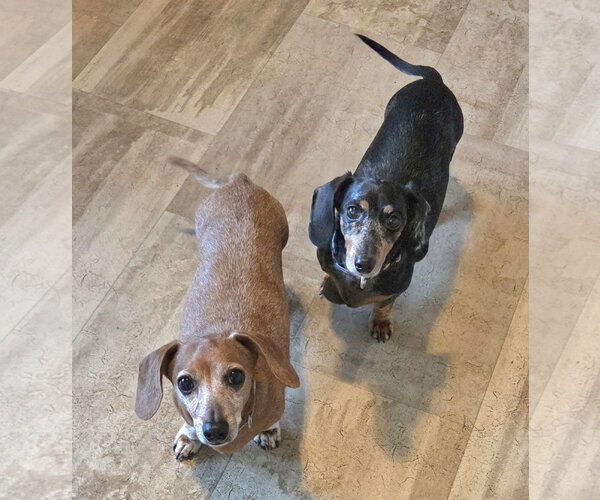 Medium Photo #1 Dachshund Puppy For Sale in Taunton, MA, USA