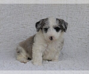 Old English Sheepdog-Poodle (Miniature) Mix Puppy for sale in FREDERICKSBG, OH, USA