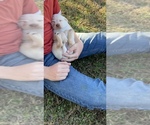 Small Photo #14 Labrador Retriever Puppy For Sale in CULLMAN, AL, USA