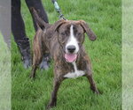Small #8 Boxer-Plott Hound Mix