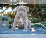 Puppy Leo American Bully