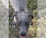 Small Photo #2 Great Dane Puppy For Sale in LONG BEACH, CA, USA