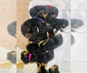 Rottweiler Puppy for sale in IRON MOUNTAIN, MO, USA