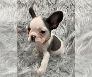 Medium French Bulldog