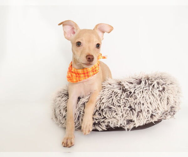 Medium Photo #2 Chihuahua-Unknown Mix Puppy For Sale in phoenix, AZ, USA