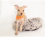 Small #1 Chihuahua Mix