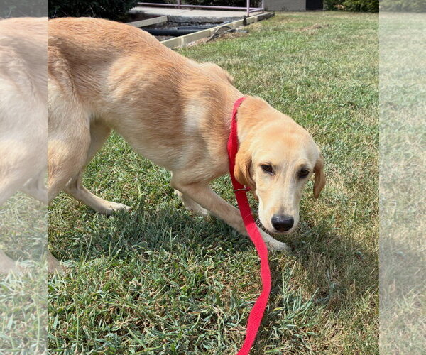 Medium Photo #4 Labrador Retriever-Unknown Mix Puppy For Sale in Raleigh, NC, USA