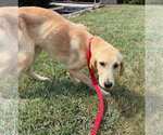 Small #3 Labrador Retriever Mix