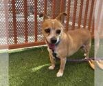 Small Chihuahua Mix