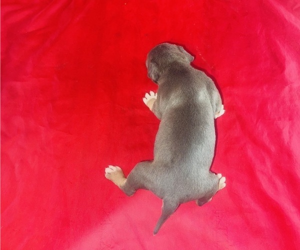 Medium Photo #40 American Bully Puppy For Sale in TRENTON, NJ, USA