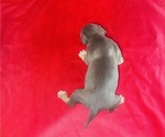 Small #4 American Bully