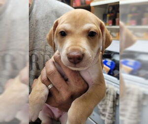 Unknown-Whippet Mix Dogs for adoption in Fremont, CA, USA